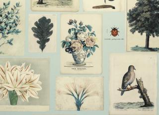 Фото - Обои Designers Guild John Derian - Picture Book - 412185>