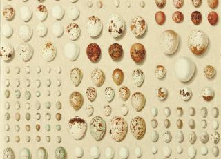 Фото - Обои Sanderson Giles Deacon Wallpaper - 600374>