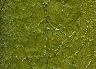 Фото - Обои Arlin Velawall - 342134>