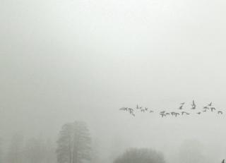 Фото - Ковры Tai Ping Kiso by Yabu Pushelberg - 507852>