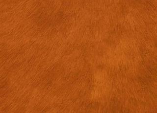 Фото - Аксессуары Pavoni Кожа Vitellina Pelo - 589051>