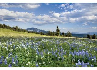 Фото - Обои Photowall Природа - 298761>