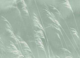 Фото - Обои Eijffinger Waterfront - 526545>