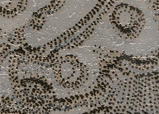 Фото - Обои Elitis Mille millions - 262036>