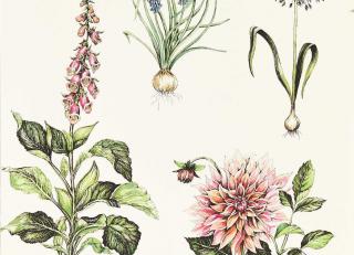 Фото - Обои Clarke&Clarke Secret Garden Wallpaper - 600183>