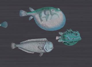 Фото - Обои Cole & Son Fornasetti Senza Tempo - 423518>