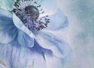 Фото - Обои Photowall Природа - 298750>