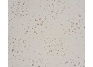 Фото - Обои Casadeco Douce Nuit - 222890>