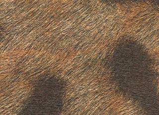 Фото - Обои Elitis Sauvages - 605273>