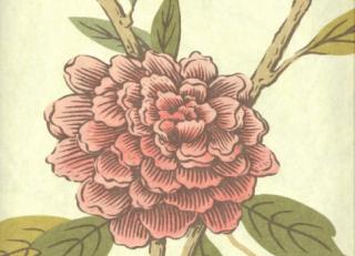 Фото - Обои Lewis & Wood Wide Width Wallpapers - 129409>