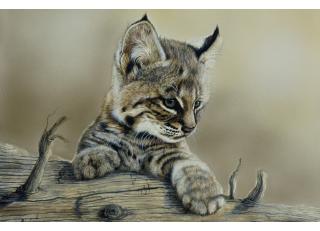 Фото - Обои Photowall Животные - 298679>