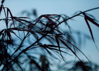 Фото - Обои Mr Perswall Photo - 235214>