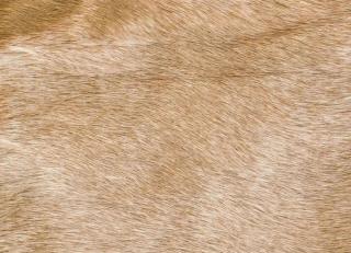 Фото - Аксессуары Pavoni Кожа Vitellina Pelo - 589055>