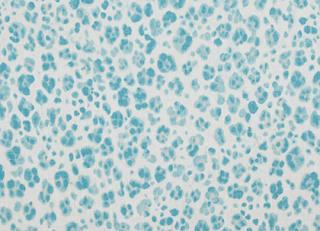 Фото - Ткани Thibaut - 317895>