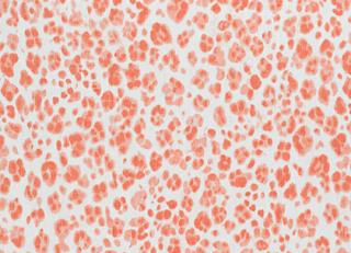 Фото - Ткани Thibaut Bridgehampton - 317896>