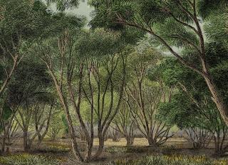 Фото - Обои Faboie Whispering In The Jungle - 622308>