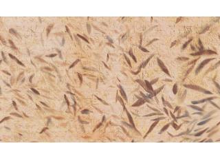 Фото - Обои Elitis Ceres - 621562>