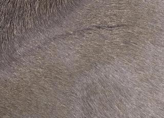 Фото - Аксессуары Pavoni Кожа Vitellina Pelo - 589037>