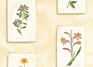 Фото - Обои Lewis & Wood Classical Wallpapers - 212598>