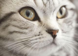 Фото - Обои Eijffinger Wallpower Junio - 422710>