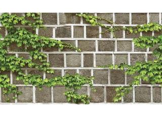 Фото - Обои Shinhan Natural  - 554975>