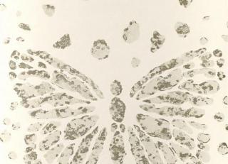 Фото - Обои с бабочками - 410325>