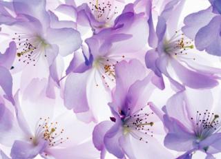 Фото - Обои Mr Perswall Fashion - 234786>