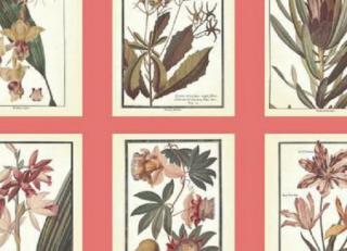 Фото - Обои Ashford House Ashford Toiles - 316640>