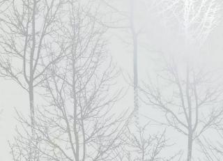 Фото - Обои Holden Decor Indulgence - 545382>