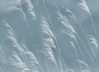 Фото - Обои Eijffinger Waterfront - 526546>