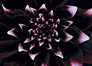 Фото - Обои Mr Perswall Photo - 235223>