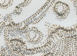 Фото - Обои Elitis Mille millions - 262033>