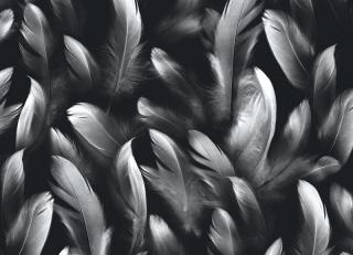 Фото - Обои Ortograf Levity - 477109>