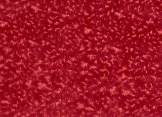 Фото - Ткани Prestigious Textiles Pharaoh - 445766>