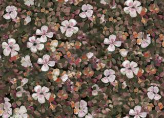 Фото - Обои Coordonne Naturae - 559373>