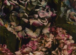 Фото - Ткани Zoffany Darnley Fabrics - 390258>