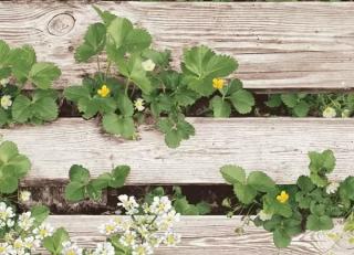 Фото - Обои Shinhan Natural  - 554936>