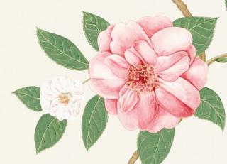 Фото - Обои Sanderson Voyage of discovery - 204354>