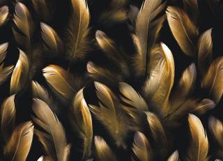 Фото - Обои Ortograf Levity - 477108>