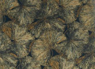 Фото - Ткани Zoffany The Muse Fabrics - 373069>