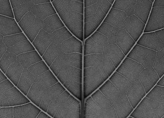 Фото - Обои Mr Perswall Urban Nature - 235279>