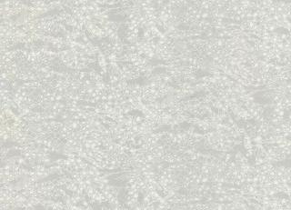 Фото - Обои Roberto Cavalli No.8 - 540539>