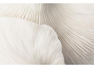 Фото - Обои Mr Perswall Captured Reality 2 - 488482>