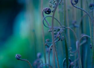 Фото - Обои Mr Perswall Photo - 235233>