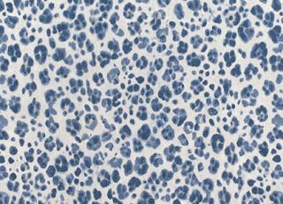 Фото - Ткани Thibaut Bridgehampton - 317897>