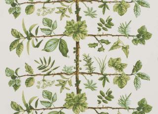 Фото - Обои Pierre Frey Pierre Frey Wallpapers - 311079>