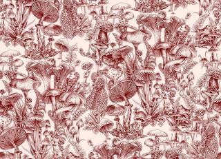 Фото - Обои Cole & Son Stella McCartney and Cole & Son - 561680>