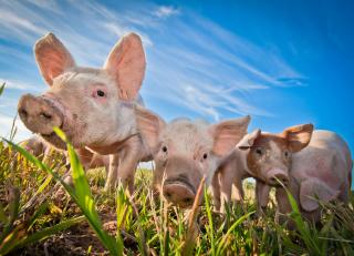 Фото - Обои Photowall Животные - 298687>