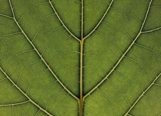 Фото - Обои Mr Perswall Urban Nature - 235277>