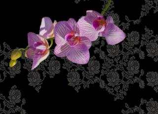 Фото - Обои Wall&Deco Gio Pagani - 199840>